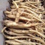 Korijen čička poznat je po svojim brojnim zdravstvenim prednostima, posebno svojim protuupalnim i antioksidativnim svojstvima. Biljka sadrži spojeve poput lignana, flavonoida i polifenola, koji su proučavani zbog svog potencijala da podrže prirodnu odbranu tijela.