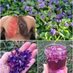 25 koristi slatke ljubičice i kako je pravilno koristiti.