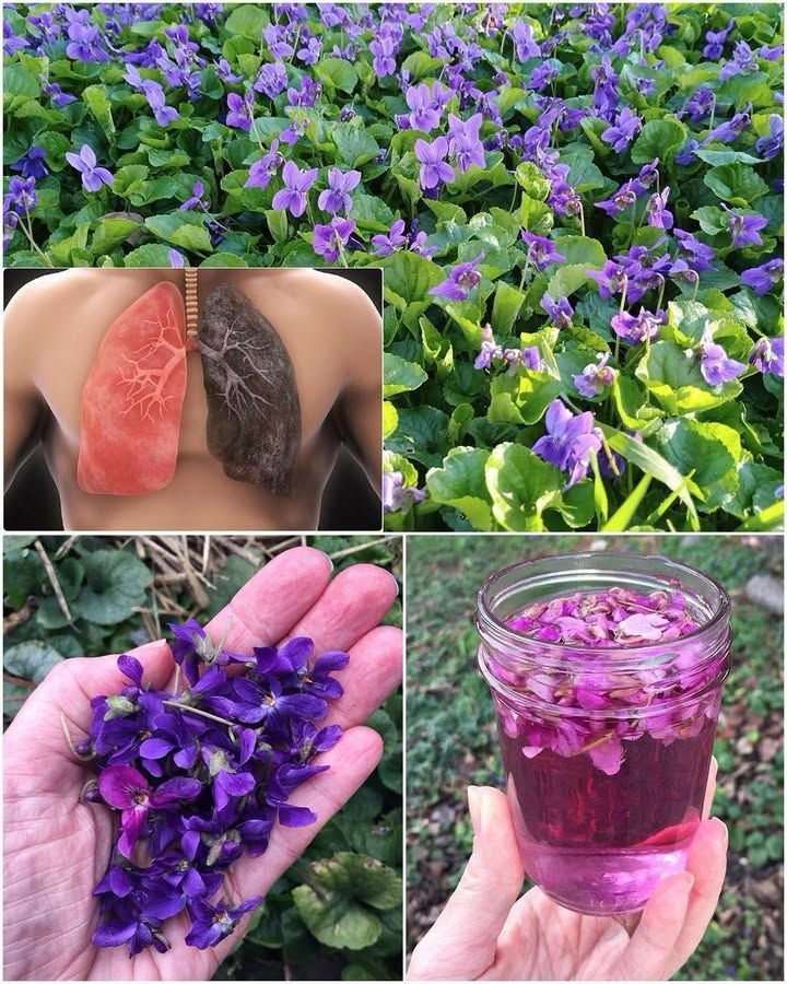 25 koristi slatke ljubičice i kako je pravilno koristiti.