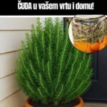 Zašto ružmarin pored vrata čini ČUDA u vašem vrtu i domu!