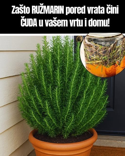 Zašto ružmarin pored vrata čini ČUDA u vašem vrtu i domu!