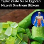 Aloe vera je jedna od najpoznatijih ljekovitih biljaka u historiji. Hiljadama godina različite kulture širom svijeta slavile su ovu biljku zbog njenih nevjerovatnih ljekovitih svojstava. Stari Egipćani su je čak nazivali „Biljkom besmrtnosti“, koristeći je u svojim beauty ritualima, medicinskim tretmanima i duhovnim praksama. Danas se aloe vera široko koristi zbog svojih snažnih zdravstvenih koristi – od njege kože do varenja i jačanja imuniteta. Ali šta zapravo aloe vera radi unutar tijela? Hajde da istražimo nauku iza ove nevjerovatne biljke i zašto je zaslužila svoju legendarnu reputaciju. Hranjivi Sastav Aloe Vere Aloe vera sadrži više od 75 aktivnih spojeva, uključujući vitamine, minerale, enzime, aminokiseline i antioksidanse. Neki od ključnih sastojaka su: Vitamini A, C i E – bitni za zdravlje kože i imunitet B vitamini (B1, B2, B3, B6 i B12) – podržavaju energiju i rad mozga Folna kiselina – pomaže regeneraciji ćelija i popravci DNK Holin – podržava rad jetre i komunikaciju među ćelijama Kalcij, magnezij i kalij – ključni minerali za kosti, mišiće i hidrataciju Cink i selen – jačaju imunitet i zarastanje rana Polisaharidi – podržavaju zdravlje crijeva i jačaju imunitet Enzimi (amilaza, lipaza, katalaza) – pomažu varenje i smanjuju upale Antrahinoni – prirodni laksativi za detoksikaciju tijela Saponini – daju antimikrobna i čisteća svojstva Zbog ovako bogatog sastava, nije ni čudo što se aloe vera stoljećima koristi kao prirodni lijek. 10 Nevjerovatnih Koristi Aloe Vere za Tijelo 1. Podržava zdravlje probave i crijeva Aloe vera sadrži prirodne prebiotike i enzime koji pomažu varenje i umiruju sluznicu crijeva. Pomaže kod: boljeg upijanja nutrijenata smanjenja žgaravice i refluksa ublažavanja IBS-a i čira na želucu prirodnog laksativnog efekta kod zatvora Polisaharidi iz aloe vere oblažu digestivni trakt, smanjujući iritacije i upale te balansiraju crijevnu floru. 2. Jača imuni sistem Zbog bogatstva antioksidanasa, vitamina i polisaharida, aloe vera je snažan saveznik imuniteta. Pomaže: stimulaciju bijelih krvnih zrnaca zaštitu od slobodnih radikala smanjenje upala koje slabe odbranu organizma brže zarastanje tkiva Redovno konzumiranje soka aloe vere jača otpornost na bakterije, viruse i hronične bolesti. 3. Prirodno detoksicira tijelo Aloe vera čisti organizam i pomaže izbacivanje toksina. Njena visoka količina vode i vlakana: pomaže jetri i bubrezima da izbace otpadne materije čisti debelo crijevo i smanjuje nadutost potiče limfnu drenažu Redovno pijenje soka aloe vere podržava prirodnu detoksikaciju. 4. Smanjuje upalu i bol Aloe vera sadrži enzime poput bradikinaze i salicilne kiseline koji djeluju protuupalno. Koristi se za: bol u zglobovima i artritis umirenje mišićne boli i sportskih povreda smirivanje iritacija kože, osipa i opeklina ublažavanje astme i autoimunih bolesti Može se koristiti i spolja i iznutra za smanjenje bola i otoka. 5. Čini kožu zdravijom i usporava starenje Aloe vera je među najboljim prirodnim lijekovima za kožu. Prednosti: potiče proizvodnju kolagena i smanjuje bore hidrira kožu bez začepljenja pora liječi akne, ekceme i psorijazu smanjuje tamne fleke i pigmentaciju štiti od UV zračenja Takođe ubrzava zarastanje rana i sprječava ožiljke. 6. Podržava zdravlje srca i cirkulaciju Aloe vera pozitivno djeluje na kardiovaskularni sistem: smanjuje loš holesterol (LDL) i povećava dobar (HDL) poboljšava cirkulaciju i snižava pritisak stabilizira nivo šećera u krvi sprječava stvaranje ugrušaka Njeni antioksidansi čuvaju elastičnost krvnih sudova i smanjuju rizik od srčanih bolesti. 7. Pomaže kod mršavljenja i metabolizma Aloe vera može biti koristan dodatak dijeti jer: ubrzava metabolizam i sagorijevanje kalorija poboljšava varenje masti i smanjuje nadutost stabilizira šećer u krvi i smanjuje želju za slatkišima jača zdravlje crijeva, ključno za regulaciju težine Sok aloe vere prije obroka pomaže boljem varenju i energiji. 8. Reguliše šećer u krvi i pomaže kod dijabetesa Istraživanja pokazuju da aloe vera može: sniziti nivo šećera natašte poboljšati osjetljivost na inzulin smanjiti oksidativni stres pankreasa ublažiti upale povezane s komplikacijama dijabetesa Posebno je korisna za osobe sa tipom 2 dijabetesa. 9. Poboljšava oralno zdravlje i sprječava bolesti desni Aloe vera je prirodni antibakterijski i antigljivični lijek za usnu šupljinu. Djeluje tako što: liječi krvarenje desni i afte smanjuje naslage plaka i upale desni uklanja loš zadah pomaže kod osjetljivosti zuba Aloe vera vodica za ispiranje usta može biti zdrava alternativa hemijskim rastvorima. 10. Brže liječi rane i opekotine Jedno od najpoznatijih svojstava aloe vere jeste njena moć da: umiri opekotine od sunca i manja oštećenja kože ubrza regeneraciju ćelija smanji rizik od ožiljaka i infekcija hidrira i štiti kožu Direktno nanošenje gela na rane ili opekotine daje brze rezultate. Kako Koristiti Aloe Veru za Maksimalne Rezultate Pijte sok aloe vere – pomiješajte ga s vodom ili dodajte u smoothie. Nanosite gel na kožu – za hidrataciju, opekotine ili protiv bora. Koristite za oralnu njegu – ispirajte usta sokom aloe vere. Uzimajte suplemente – kapsule ili ekstrakte za opće zdravlje. Za kosu – nanesite gel na tjeme protiv peruti i za rast kose. Egipćani su aloe veru nazivali Biljkom besmrtnosti s dobrim razlogom. Ona nudi širok spektar ljekovitih svojstava – od varenja i imuniteta, do kože i srca. Uključivanjem aloe vere u svakodnevnu rutinu, možete iskusiti njene detoksikacijske, protuupalne i podmlađujuće efekte. Bilo da se koristi spolja ili unutra, aloe vera je zaista jedan od najvećih darova prirode za zdravlje i vitalnost. Ako je još niste probali, razmislite o dodavanju svježeg gela ili soka aloe vere u svoj režim i osjetite njene koristi iz prve ruke.