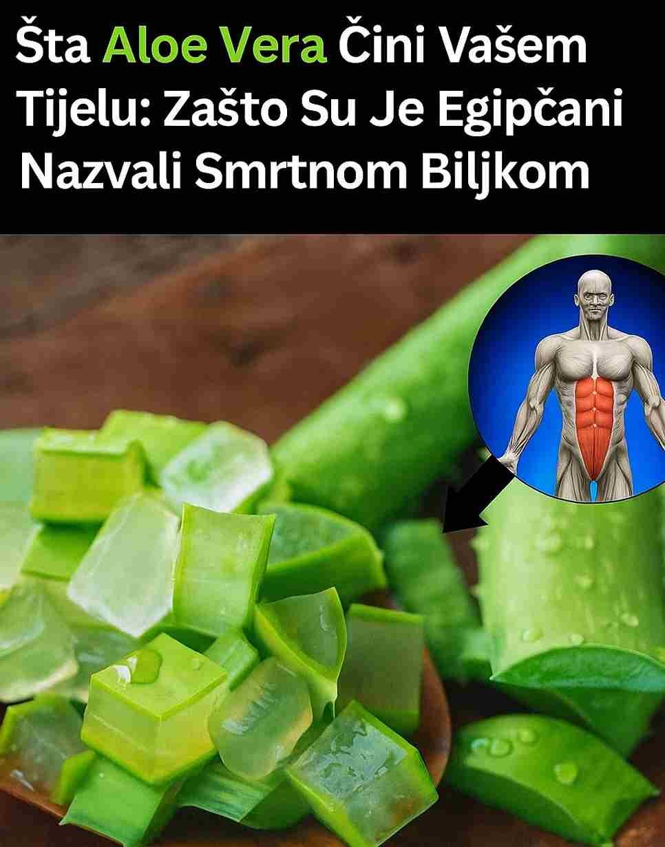 Aloe vera je jedna od najpoznatijih ljekovitih biljaka u historiji. Hiljadama godina različite kulture širom svijeta slavile su ovu biljku zbog njenih nevjerovatnih ljekovitih svojstava. Stari Egipćani su je čak nazivali „Biljkom besmrtnosti“, koristeći je u svojim beauty ritualima, medicinskim tretmanima i duhovnim praksama. Danas se aloe vera široko koristi zbog svojih snažnih zdravstvenih koristi – od njege kože do varenja i jačanja imuniteta. Ali šta zapravo aloe vera radi unutar tijela? Hajde da istražimo nauku iza ove nevjerovatne biljke i zašto je zaslužila svoju legendarnu reputaciju. Hranjivi Sastav Aloe Vere Aloe vera sadrži više od 75 aktivnih spojeva, uključujući vitamine, minerale, enzime, aminokiseline i antioksidanse. Neki od ključnih sastojaka su: Vitamini A, C i E – bitni za zdravlje kože i imunitet B vitamini (B1, B2, B3, B6 i B12) – podržavaju energiju i rad mozga Folna kiselina – pomaže regeneraciji ćelija i popravci DNK Holin – podržava rad jetre i komunikaciju među ćelijama Kalcij, magnezij i kalij – ključni minerali za kosti, mišiće i hidrataciju Cink i selen – jačaju imunitet i zarastanje rana Polisaharidi – podržavaju zdravlje crijeva i jačaju imunitet Enzimi (amilaza, lipaza, katalaza) – pomažu varenje i smanjuju upale Antrahinoni – prirodni laksativi za detoksikaciju tijela Saponini – daju antimikrobna i čisteća svojstva Zbog ovako bogatog sastava, nije ni čudo što se aloe vera stoljećima koristi kao prirodni lijek. 10 Nevjerovatnih Koristi Aloe Vere za Tijelo 1. Podržava zdravlje probave i crijeva Aloe vera sadrži prirodne prebiotike i enzime koji pomažu varenje i umiruju sluznicu crijeva. Pomaže kod: boljeg upijanja nutrijenata smanjenja žgaravice i refluksa ublažavanja IBS-a i čira na želucu prirodnog laksativnog efekta kod zatvora Polisaharidi iz aloe vere oblažu digestivni trakt, smanjujući iritacije i upale te balansiraju crijevnu floru. 2. Jača imuni sistem Zbog bogatstva antioksidanasa, vitamina i polisaharida, aloe vera je snažan saveznik imuniteta. Pomaže: stimulaciju bijelih krvnih zrnaca zaštitu od slobodnih radikala smanjenje upala koje slabe odbranu organizma brže zarastanje tkiva Redovno konzumiranje soka aloe vere jača otpornost na bakterije, viruse i hronične bolesti. 3. Prirodno detoksicira tijelo Aloe vera čisti organizam i pomaže izbacivanje toksina. Njena visoka količina vode i vlakana: pomaže jetri i bubrezima da izbace otpadne materije čisti debelo crijevo i smanjuje nadutost potiče limfnu drenažu Redovno pijenje soka aloe vere podržava prirodnu detoksikaciju. 4. Smanjuje upalu i bol Aloe vera sadrži enzime poput bradikinaze i salicilne kiseline koji djeluju protuupalno. Koristi se za: bol u zglobovima i artritis umirenje mišićne boli i sportskih povreda smirivanje iritacija kože, osipa i opeklina ublažavanje astme i autoimunih bolesti Može se koristiti i spolja i iznutra za smanjenje bola i otoka. 5. Čini kožu zdravijom i usporava starenje Aloe vera je među najboljim prirodnim lijekovima za kožu. Prednosti: potiče proizvodnju kolagena i smanjuje bore hidrira kožu bez začepljenja pora liječi akne, ekceme i psorijazu smanjuje tamne fleke i pigmentaciju štiti od UV zračenja Takođe ubrzava zarastanje rana i sprječava ožiljke. 6. Podržava zdravlje srca i cirkulaciju Aloe vera pozitivno djeluje na kardiovaskularni sistem: smanjuje loš holesterol (LDL) i povećava dobar (HDL) poboljšava cirkulaciju i snižava pritisak stabilizira nivo šećera u krvi sprječava stvaranje ugrušaka Njeni antioksidansi čuvaju elastičnost krvnih sudova i smanjuju rizik od srčanih bolesti. 7. Pomaže kod mršavljenja i metabolizma Aloe vera može biti koristan dodatak dijeti jer: ubrzava metabolizam i sagorijevanje kalorija poboljšava varenje masti i smanjuje nadutost stabilizira šećer u krvi i smanjuje želju za slatkišima jača zdravlje crijeva, ključno za regulaciju težine Sok aloe vere prije obroka pomaže boljem varenju i energiji. 8. Reguliše šećer u krvi i pomaže kod dijabetesa Istraživanja pokazuju da aloe vera može: sniziti nivo šećera natašte poboljšati osjetljivost na inzulin smanjiti oksidativni stres pankreasa ublažiti upale povezane s komplikacijama dijabetesa Posebno je korisna za osobe sa tipom 2 dijabetesa. 9. Poboljšava oralno zdravlje i sprječava bolesti desni Aloe vera je prirodni antibakterijski i antigljivični lijek za usnu šupljinu. Djeluje tako što: liječi krvarenje desni i afte smanjuje naslage plaka i upale desni uklanja loš zadah pomaže kod osjetljivosti zuba Aloe vera vodica za ispiranje usta može biti zdrava alternativa hemijskim rastvorima. 10. Brže liječi rane i opekotine Jedno od najpoznatijih svojstava aloe vere jeste njena moć da: umiri opekotine od sunca i manja oštećenja kože ubrza regeneraciju ćelija smanji rizik od ožiljaka i infekcija hidrira i štiti kožu Direktno nanošenje gela na rane ili opekotine daje brze rezultate. Kako Koristiti Aloe Veru za Maksimalne Rezultate Pijte sok aloe vere – pomiješajte ga s vodom ili dodajte u smoothie. Nanosite gel na kožu – za hidrataciju, opekotine ili protiv bora. Koristite za oralnu njegu – ispirajte usta sokom aloe vere. Uzimajte suplemente – kapsule ili ekstrakte za opće zdravlje. Za kosu – nanesite gel na tjeme protiv peruti i za rast kose. Egipćani su aloe veru nazivali Biljkom besmrtnosti s dobrim razlogom. Ona nudi širok spektar ljekovitih svojstava – od varenja i imuniteta, do kože i srca. Uključivanjem aloe vere u svakodnevnu rutinu, možete iskusiti njene detoksikacijske, protuupalne i podmlađujuće efekte. Bilo da se koristi spolja ili unutra, aloe vera je zaista jedan od najvećih darova prirode za zdravlje i vitalnost. Ako je još niste probali, razmislite o dodavanju svježeg gela ili soka aloe vere u svoj režim i osjetite njene koristi iz prve ruke.