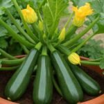 Kada je riječ o lako uzgojenom, visokoprinosnom povrću, tikvica je kraljica ljetnih vrtova. Ali evo u čemu je stvar — većina vrtlara samo djelimično iskoristi potencijal ovih biljaka. Ako tvoje tikvice krenu snažno, a onda brzo oslabe, ili dobijaš sitne plodove i primijetiš misteriozno venuće, nisi sam. Hajde da to promijenimo. Evo 8 jednostavnih, ali moćnih trikova kako uzgojiti tikvice koje će rađati cijelo ljeto. 1. Odaberite Pravo Mjesto — Tikvica Obožava Sunce Tikvicama je potrebno najmanje 6–8 sati direktnog sunčevog svjetla dnevno. Više sunca znači više cvjetova, a više cvjetova znači više plodova. Savjet: Ne sadite ih blizu visokih biljaka koje bacaju sjenu, poput kukuruza ili paradajza. Tikvicama treba vlastiti sunčani kutak. 2. Obogatite Tlo Kompostom i Starim Stajnjakom Tikvice su „veliki potrošači“ hranjivih materija. Ako je tlo iscrpljeno, i biljke će biti slabe. Prije sadnje umiješajte dobro zreo kompost, stari stajnjak ili humus od glista. Pro tip: Tikvice vole azot na početku sezone. Malo krvnog brašna ili riblje emulzije može mladim biljkama dati snažan start. 3. Sadite na Humke ili Uzdignute Redove Sadnja na blage humke visine 15–20 cm poboljšava drenažu i zagrijava korijenje, što ubrzava rast. Kako: Svaki humak udaljite najmanje 90 cm jedan od drugog. Posadite 2–3 sjemenke po humku, a kasnije ostavite samo najjaču biljku. 4. Pametno Zalijevanje — Duboko i Rano Tikvicama je potrebna stalna vlaga, ali ne vole stajanje vode. Zalijevajte duboko pri dnu biljke, ujutro, 2–3 puta sedmično (ovisno o klimi). Izbjegavajte orošavanje lišća — mokro lišće pogoduje pepelnici. Savjet: Koristite kap po kap sistem ili natapajuće crijevo kako bi voda išla direktno u tlo. 5. Ručno Oplodite za Siguran Urod Ako imate puno cvjetova, ali nema plodova, pčele možda ne rade svoj posao. Pomoći možete sami — malim kistom prenesite polen s muških cvjetova (tanka stabljika) na ženske (s malom tikvicom pri bazi). Bonus: Ručno oprašivanje povećava prinos i smanjuje opadanje plodova. 6. Berite Često — i Dok su Male Što više berete, to više biljka proizvodi. Ako ostavite plodove da previše narastu, biljka usporava proizvodnju. Idealna veličina za berbu je 15–20 cm. Savjet: Ne čupajte — koristite baštenske makaze i odrežite tikvicu kod peteljke. 7. Malčirajte za Zadržavanje Vlage i Smanjenje Korova Sloj malča od 5–7 cm (slama, drvena sječka ili lišće) zadržava vlagu, stabilizuje temperaturu tla i sprječava rast korova. Bonus: Malč pomaže i kao barijera protiv štetnika poput bušača stabljike tikvica te gljivičnih spora iz tla. 8. Uklanjajte Višak Lišća i Izbojaka Tikvice znaju postati prave džungle. Uklanjanjem nekoliko najstarijih donjih listova poboljšavate cirkulaciju zraka i smanjujete rizik od bolesti. Također možete odstraniti neproduktivne izbojke pri bazi biljke kako bi energija išla u plodove. Savjet: Lišće režite pri bazi, nikada na sredini stabljike, da izbjegnete infekciju. Zaključak — Neka Tikvice Rade Prekovremeno Tikvice mogu hraniti porodicu cijelo ljeto ako im pružite prave uslove. Primjenom ovih 8 trikova imat ćete zdravije biljke, više plodova i manje posla. Posadite nekoliko humaka, pratite ove savjete i možda ćete na kraju ljeta dijeliti tikvice komšijama na vreće.