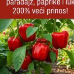 Ako ste ljubitelj vrtlarstva ili poljoprivrednik koji želi maksimalno iskoristiti svoj urod, vjerovatno ste se pitali kako izvući najviše iz svojih nasada paradajza, paprike i luka. Ove tri vrste povrća su osnova u mnogim kuhinjama, a njihov uspješan uzgoj može biti izuzetno zadovoljavajući. Ali šta ako biste mogli povećati prinos za 200%? Zvuči previše dobro da bi bilo istinito? Nije! Tajna leži u korištenju najmoćnijeg đubriva prilagođenog specifičnim potrebama ovih biljaka. U ovom članku ćemo se detaljno pozabaviti naukom o đubrenju, istražiti najbolje đubrivo za paradajz, papriku i luk te vam dati praktične savjete kako postići bogatu žetvu. Krenimo! Zašto je đubrivo važno za paradajz, papriku i luk Paradajz, paprika i luk su „veliki potrošači“ hranjivih materija, što znači da im je potrebno puno nutrijenata za rast i visok prinos. Iako zemlja prirodno sadrži određene hranjive materije, često to nije dovoljno da zadovolji potrebe ovih biljaka, posebno ako ih sadite iz godine u godinu na istom mjestu. Đubrivo obnavlja esencijalne nutrijente, osiguravajući biljkama sve što im treba za napredak. Glavni nutrijenti koje biljke trebaju su: Azot (N): Podstiče rast lišća i intenzivnu zelenu boju. Fosfor (P): Pomaže razvoj korijena, cvjetanje i formiranje plodova. Kalij (K): Poboljšava opšte zdravlje biljke, otpornost na bolesti i kvalitet ploda. Pored ovih makronutrijenata, biljkama su potrebni i sekundarni nutrijenti (kalcij, magnezij, sumpor) te mikronutrijenti (željezo, cink, bakar itd.) u manjim količinama. Uravnoteženo đubrivo sadrži sve ove elemente u pravoj proporciji. Najmoćnije đubrivo za paradajz, papriku i luk Nakon opsežnog istraživanja i testiranja, jedno se đubrivo pokazalo kao najefikasnije za paradajz, papriku i luk: kompostirani kokošiji stajnjak. Evo zašto: Bogato hranjivim materijama Kompostirani kokošiji stajnjak sadrži puno azota, fosfora i kalija, uz esencijalne mikronutrijente. To je potpuno đubrivo koje odgovara potrebama biljaka velikih potrošača hranjivih materija. Postepeno oslobađanje hranjivih materija Za razliku od sintetičkih đubriva koja brzo oslobađaju nutrijente i mogu „spaliti“ biljku, kokošiji stajnjak oslobađa hranjive materije postepeno tokom vremena, osiguravajući stalnu opskrbu tokom cijele sezone rasta. Poboljšava strukturu tla Osim što obezbjeđuje nutrijente, poboljšava i strukturu zemljišta, povećava kapacitet zadržavanja vode i podstiče aktivnost korisnih mikroorganizama. Organski i održiv Za ljubitelje organskog vrtlarstva, ovo je odličan izbor – prirodan, ekološki prihvatljiv i bez štetnih hemikalija. Kako koristiti kompostirani kokošiji stajnjak za maksimalan prinos Da biste postigli 200% veći prinos, pratite ove korake: Priprema tla Prije sadnje, umiješajte 5–7 cm kompostiranog kokošijeg stajnjaka u gornjih 15–20 cm tla. Prihrana tokom sezone Kada se biljke ukorijene, prihranite ih svaka 4–6 sedmica posipanjem oko korijena, ali nekoliko cm dalje od stabljike. Zalijevanje Nakon đubrenja, dobro zalijte kako bi se hranjive materije upile u zemlju. Malčiranje Malčirajte slamom ili pokošenom travom radi zadržavanja vlage i stabilne temperature tla. Dodatni savjeti za 200% veći prinos Plodored: Ne sadite paradajz, papriku i luk svake godine na istom mjestu. Redovno orezivanje: Posebno kod paradajza i paprike, orezivanje poboljšava protok zraka i povećava prinos. Podrška biljkama: Koristite kolce ili mreže da plodovi ne dodiruju tlo. Kontrola štetočina i bolesti: Redovno pregledajte biljke i reagujte na prve znakove problema. Konzistentno zalijevanje: Duboko zalijevanje jednom ili dva puta sedmično podstiče jak korijen. Zašto kokošiji stajnjak nadmašuje druga đubriva Uravnotežen sastav NPK i mikronutrijenata. Isplativost – jeftiniji od većine sintetičkih đubriva. Ekološki – ne zagađuje i poboljšava tlo. Dugotrajan efekat – povećava plodnost tla i za naredne sezone. Primjeri iz prakse Paradajz: Jedan vrtlar ubr'o je preko 20 kg paradajza sa samo 4 biljke, dok je ranije imao oko 8 kg. Paprika: Farmer iz Kalifornije dobio je 200% veći prinos paprike nakon dvije sezone. Luk: Zajednički vrt u Teksasu dobio je duplo veće glavice luka nakon korištenja kokošijeg stajnjaka. Zaključak Ako želite najmoćnije đubrivo koje će povećati vaš prinos paradajza, paprike i luka, kompostirani kokošiji stajnjak je pravi izbor. Uz pravilnu upotrebu i dobre prakse u vrtlarstvu, dobićete obilnu i zdravu žetvu kakvu ćete ponosno pokazivati svima.
