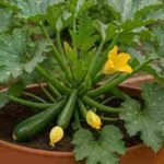 Sanjate o svježim tikvicama, ali nemate dovoljno prostora? Imate sreće. Uz pravu saksiju, kvalitetnu zemlju i malo baštovanskog znanja, možete uzgojiti tikvice direktno na svojoj terasi – i ubrati ih za samo 30 dana! Da, dobro ste pročitali. Brzo rastu, štede prostor i nevjerovatno su zahvalne za uzgoj – tikvice su jedno od najlakših povrća za gajenje u posudama. Zato zavrnimo rukave i krenimo u posao. Zašto su tikvice savršene za uzgoj u saksijama Tikvica (poznata i kao courgette) je kultura toplog vremena koja voli sunce, uspijeva u bogatom tlu i ne smeta joj uzgoj u skučenom prostoru – sve dok ima dovoljno mjesta za korijenje. To je čini idealnom za uzgoj u posudama. Ne trebaju vam uzdignute gredice ni dvorište – balkon, terasa ili sunčani prozor su dovoljni. Ako odaberete kompaktnu ili brzorastuću sortu, možete brati male tikvice već 30 dana nakon sadnje! Korak 1: Odaberite pravu sortu tikvica Nisu sve tikvice iste. Za brzu berbu i uspjeh u posudama, birajte brzorastuće sorte tipa "žbun". Najbolje sorte za saksije: Raven – rana zrelost i odličan ukus Eight Ball – okrugle, slatke i štede prostor Astia – posebno uzgojena za posude, brza i rodna Black Beauty – klasična sorta, može se brati mlada Tražite sjeme s oznakom "rana berba" ili "pogodno za posude". Korak 2: Odaberite savršenu saksiju Tikvice imaju veliki korijenov sistem i trebaju dosta prostora. Zahtjevi za posudu: Veličina: najmanje 30–40 cm dubine i širine (5+ litara) Materijal: platnene vreće za sadnju, plastika, terakota – samo da ima drenažne rupice Drenaža: obavezna, da spriječi truljenje korijena 💡 Savjet: Ako je posuda teška, stavite je na postolje s točkićima kako biste je lako premještali za više sunca. Korak 3: Koristite pravu mješavinu zemlje Tikvice trebaju rastresito, plodno tlo koje dobro drenira, ali zadržava vlagu. Idealna mješavina: 60% kvalitetne zemlje za cvijeće/povrće 20% komposta ili glistenjaka 20% kokosovih vlakana ili treseta za zadržavanje vlage Prije sadnje dodajte sporo-otpuštajuće organsko đubrivo ili planirajte redovno prihranjivanje. Korak 4: Posadite sjeme ili sadnice Za super brzu berbu počnite sa sadnicama, ali i sjeme brzo niče (5–7 dana na toplom). Savjeti za sadnju: Sjeme: 1–2 sjemenke, 2–3 cm dubine Sadnice: jedna po saksiji Ne gužvajte biljke – jedna biljka po posudi Saksiju stavite na sunčano mjesto (6–8 sati direktnog sunca) Korak 5: Redovno zalijevanje i prihranjivanje Tikvice su žedne, posebno u posudama. Zalijevanje: Zalijevajte duboko kada se gornji sloj zemlje osuši Najbolje ujutro Malčirajte slamom ili kokosovim vlaknima radi zadržavanja vlage Prihranjivanje: Počnite kad se pojave cvjetovi Koristite tečno đubrivo svaka 2 sedmice Ne pretjerujte s dušikom – dobit ćete više lišća nego plodova Korak 6: Podržite biljku (da, čak i u saksiji!) Iako žbunaste tikvice ne puzaju kao krastavci, mogu se malo širiti. Mali okvir za paradajz ili bambusovi štapovi pomažu da listovi i plodovi ne dodiruju zemlju. Korak 7: Cvjetovi i oprašivanje Tikvice daju muške i ženske cvjetove, a za plodove je potrebno oprašivanje. Brzi savjeti: Privucite pčele cvijećem u blizini Ako nema pčela, oprašite ručno – četkicom prenesite polen s muškog na ženski cvijet Nakon oprašivanja, plodovi rastu izuzetno brzo – ponekad i nekoliko cm dnevno! Kada brati (prije nego što mislite!) Za berbu u 30 dana ciljajte na male tikvice dužine 10–15 cm, mekane i slatke. Znakovi spremnosti: Čvrsta, sjajna kora Dužina 10–15 cm Režite makazama ili nožem – ne uvrtajte Često branje potiče novi rast i više plodova. Česte greške koje usporavaju berbu Previše vode → truljenje korijena Slabo oprašivanje → nema ploda Premalo sunca → spor rast Premala posuda → zakržljale biljke Zaključak: Da, možete ubrati tikvice za 30 dana! Tikvica je možda idealno povrće za početnike – posebno u posudama. Uz pravu sortu, dovoljno veliku saksiju i dosljednu njegu, možete uživati u prvoj berbi za manje od mjesec dana. A kad jednom počne rađati – ne prestaje! Zato, uzmite saksiju, posadite sjeme i gledajte kako vaša mini farma tikvica raste. Vaše odbrojavanje do berbe počinje sada!