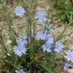 Iako je korovska biljka, cikorija ili vodopija zauzima posebno mjesto u narodnoj medicini. Poznata po izuzetnoj plavoj boji cvjetova, cikorija oduvek ukrašava livade ovog djela svijeta. Svaki njen dio je ljekovit, a najviše korijen. Podstiče sistem za varenje Najpoznatija zdravstvena korist cikorije je njen pozitivan efekat na varenje. Ona je bogata inulinom, vlaknom koje njeguje crevnu floru i pomaže u razgradnji masti i redovnom pražnjenju crijeva. Takođe, cikorija omogućava da se hrana što bolje apsorbuje u organizmu, pa na taj način redukuje šanse za pojavu uznemirenog želuca, oksidacije i druge nelagodnosti želuca koje su izazvane probavnim problemima. Antioksidativna svojstva Korijen cikorije bogat je polifenolima, koji su snažni antioksidanti, i njegova potrošnja u stanju je da poveća ove elemente u krvotoku. Ovo obezbjeđuje zaštitu mnogih telesnih funkcija, kao što su srčani sistem i imunitet, usput izbacujući toksine i druge štetne elemente iz organizma. Cikorija ima antigljivična i antimikrobna svojstva, koja pomažu u borbi protiv štetnih bakterija. Detoksikuje jetru i bubrege Naučna istraživanja su pronašla dokaze da je korijen cikorije koristan za jetru i bubrege zbog svojih sposobnosti oslobađanja od otrova. On podstiče ove vitalne organe da luče žuč i proizvode urin. Studije su sprovedene da bi se utvrdilo da li je korijen održiv u izuzetnim slučajevima kod oksidativnog stresa i prevenciji povreda jetre. Poznato je da se cikorija uspješno bori u liječenju žutice. Zbog svih ovih osobina, cikorija je korisna i u liječenju kamenja u žučnoj kesi. Inulin koji se nalazi u korijenu cikorije, osim što podstiče dobro digestivno zdravlje, pomaže i u borbi protiv srčanih bolesti. Rastvorljiva vlakna koja se u njemu nalaze mogu da snize krvni pritisak ako je prouzrokovan visokim LDL holesterolom. Osim toga, korijen ove biljke pun je agenasa poznatih kao snažni antioksidanti koji su zdravi za srce. Oni rade na poboljšanju ravnoteže plazme i krvi u tijelu, smanjujući rizik od nastanka kardiovaskularnih bolesti. Smanjuje upalu i bol kod artritisa Jedna od glavnih zdravstvenih koristi cikorije su njena protivupalna svojstva. Utvrđena je njena efikasnost u smanjenju bola, čineći je djelotvornom kod artritisa, osteoartritisa i reume. Cikorija može da otpusti bolove u mišićima i zglobovima. Sadržaj polifenola u ovoj biljci čini da se dobro bore protiv upale zbog svoje sposobnosti da povrate ravnotežu krvnih ćelija. Cikorija sadrži snažne protivupalne supstance, a mnogi zdravstveni problemi uzrokovani su baš upalom