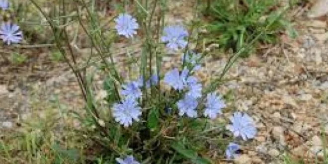 Iako je korovska biljka, cikorija ili vodopija zauzima posebno mjesto u narodnoj medicini. Poznata po izuzetnoj plavoj boji cvjetova, cikorija oduvek ukrašava livade ovog djela svijeta. Svaki njen dio je ljekovit, a najviše korijen. Podstiče sistem za varenje Najpoznatija zdravstvena korist cikorije je njen pozitivan efekat na varenje. Ona je bogata inulinom, vlaknom koje njeguje crevnu floru i pomaže u razgradnji masti i redovnom pražnjenju crijeva. Takođe, cikorija omogućava da se hrana što bolje apsorbuje u organizmu, pa na taj način redukuje šanse za pojavu uznemirenog želuca, oksidacije i druge nelagodnosti želuca koje su izazvane probavnim problemima. Antioksidativna svojstva Korijen cikorije bogat je polifenolima, koji su snažni antioksidanti, i njegova potrošnja u stanju je da poveća ove elemente u krvotoku. Ovo obezbjeđuje zaštitu mnogih telesnih funkcija, kao što su srčani sistem i imunitet, usput izbacujući toksine i druge štetne elemente iz organizma. Cikorija ima antigljivična i antimikrobna svojstva, koja pomažu u borbi protiv štetnih bakterija. Detoksikuje jetru i bubrege Naučna istraživanja su pronašla dokaze da je korijen cikorije koristan za jetru i bubrege zbog svojih sposobnosti oslobađanja od otrova. On podstiče ove vitalne organe da luče žuč i proizvode urin. Studije su sprovedene da bi se utvrdilo da li je korijen održiv u izuzetnim slučajevima kod oksidativnog stresa i prevenciji povreda jetre. Poznato je da se cikorija uspješno bori u liječenju žutice. Zbog svih ovih osobina, cikorija je korisna i u liječenju kamenja u žučnoj kesi. Inulin koji se nalazi u korijenu cikorije, osim što podstiče dobro digestivno zdravlje, pomaže i u borbi protiv srčanih bolesti. Rastvorljiva vlakna koja se u njemu nalaze mogu da snize krvni pritisak ako je prouzrokovan visokim LDL holesterolom. Osim toga, korijen ove biljke pun je agenasa poznatih kao snažni antioksidanti koji su zdravi za srce. Oni rade na poboljšanju ravnoteže plazme i krvi u tijelu, smanjujući rizik od nastanka kardiovaskularnih bolesti. Smanjuje upalu i bol kod artritisa Jedna od glavnih zdravstvenih koristi cikorije su njena protivupalna svojstva. Utvrđena je njena efikasnost u smanjenju bola, čineći je djelotvornom kod artritisa, osteoartritisa i reume. Cikorija može da otpusti bolove u mišićima i zglobovima. Sadržaj polifenola u ovoj biljci čini da se dobro bore protiv upale zbog svoje sposobnosti da povrate ravnotežu krvnih ćelija. Cikorija sadrži snažne protivupalne supstance, a mnogi zdravstveni problemi uzrokovani su baš upalom