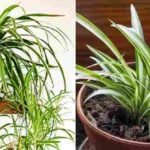Paukove biljke (Chlorophytum comosum) spadaju među najpopularnije sobne biljke, i nije teško shvatiti zašto. Sa svojim gracioznim, povijenim listovima, jednostavnim održavanjem i brojnim zdravstvenim prednostima, one su divan dodatak svakom domu. U ovom članku ćemo istražiti osam uvjerljivih razloga zašto biste trebali unijeti ovu izdržljivu, a ipak elegantnu biljku u svoj životni prostor. 1. Prirodni pročistač zraka Jedan od glavnih razloga zašto imati paukovu biljku kod kuće jeste njena sposobnost da pročišćava zrak. Prema NASA-inom istraživanju o čistom zraku, paukove biljke efikasno uklanjaju uobičajene zagađivače zraka poput formaldehida, benzena i ugljičnog monoksida. Ove štetne hemikalije često dolaze iz kućnih proizvoda poput sredstava za čišćenje, boja ili namještaja. Apsorbirajući toksine i oslobađajući kiseonik, paukove biljke stvaraju zdraviju okolinu i pomažu vam da lakše dišete. 2. Jednostavna njega i održavanje Paukove biljke su izuzetno otporne i mogu napredovati u raznim uvjetima, što ih čini idealnim za početnike i iskusne ljubitelje biljaka. Dobro se prilagođavaju različitim nivoima svjetlosti, od jake indirektne do slabije svjetlosti, iako preferiraju indirektno sunce. Također su otporne na sušu, pa ne zahtijevaju često zalijevanje—savršeno za one koji ponekad zaborave na svoje biljke. 3. Povećava nivo vlage u prostoru Zrak u zatvorenom prostoru često postane suh, posebno tokom zime kada grijanje radi. Paukovke prirodno povećavaju vlažnost zraka otpuštanjem vlage kroz proces transpiracije. Održavanje dobre vlažnosti u prostoru može spriječiti suhu kožu, probleme s disanjem pa čak i pucanje namještaja, što ih čini pravim saveznikom za udobniji dom. 4. Sigurne za kućne ljubimce Ako imate kućne ljubimce, pronalazak biljaka koje su sigurne za njih može biti izazov. Srećom, paukove biljke nisu otrovne za mačke, pse i druge kućne životinje. Čak i ako vaš ljubimac odluči gricnuti list, ne morate brinuti o ozbiljnim zdravstvenim problemima. 5. Smanjuju stres Jeste li znali da samo prisustvo biljaka u prostoru može smanjiti nivo stresa? Paukove biljke posebno su poznate po tome što umanjuju tjeskobu i napetost. Istraživanja pokazuju da sobne biljke stvaraju smirujuću atmosferu i poboljšavaju mentalno zdravlje. Dodavanjem paukove biljke u dnevni boravak ili radni prostor možete uživati u opuštenijem i mirnijem okruženju. 6. Estetska privlačnost Paukove biljke su vizuelno upečatljive, sa svojim dugim, povijenim listovima u zeleno-bijelim prugama. Bilo da su u visećoj saksiji ili na prozorskoj dasci, mogu trenutno uljepšati prostoriju. Njihova elegantna forma pristaje svakom stilu uređenja—od modernog do boemskog. 7. Pomažu boljem snu Biljke, uključujući paukovke, mogu poboljšati kvalitet sna povećavanjem nivoa kiseonika u prostoru. Dok apsorbiraju ugljični dioksid i oslobađaju kiseonik, mogu poboljšati kvalitet zraka u spavaćoj sobi, što doprinosi mirnijem snu. Njihovo prisustvo stvara umirujuću atmosferu koja olakšava opuštanje. 8. Lako se razmnožavaju Jedna od najuzbudljivijih osobina paukovih biljaka je njihova sposobnost brzog razmnožavanja. Proizvode male biljke—“pupoljke”—koji vise s matične biljke. Ovi pupoljci se lako odvajaju i sade u nove saksije, pa brzo možete stvoriti cijelu kolekciju ili ih pokloniti drugima. Zaključak Paukove biljke nude brojne prednosti: pročišćavaju zrak, smanjuju stres, jednostavne su za njegu i sigurne za ljubimce. Njihova ljepota i sposobnost brzog razmnožavanja čine ih odličnim izborom za svakoga. Unoseći paukovku u svoj dom, ne dodajete samo zelenilo već i ulažete u zdraviju i harmoničniju životnu sredinu.