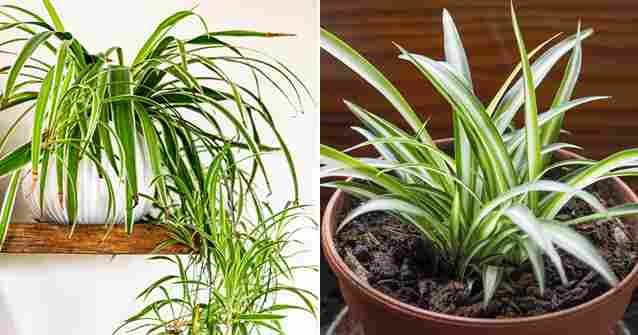 Paukove biljke (Chlorophytum comosum) spadaju među najpopularnije sobne biljke, i nije teško shvatiti zašto. Sa svojim gracioznim, povijenim listovima, jednostavnim održavanjem i brojnim zdravstvenim prednostima, one su divan dodatak svakom domu. U ovom članku ćemo istražiti osam uvjerljivih razloga zašto biste trebali unijeti ovu izdržljivu, a ipak elegantnu biljku u svoj životni prostor. 1. Prirodni pročistač zraka Jedan od glavnih razloga zašto imati paukovu biljku kod kuće jeste njena sposobnost da pročišćava zrak. Prema NASA-inom istraživanju o čistom zraku, paukove biljke efikasno uklanjaju uobičajene zagađivače zraka poput formaldehida, benzena i ugljičnog monoksida. Ove štetne hemikalije često dolaze iz kućnih proizvoda poput sredstava za čišćenje, boja ili namještaja. Apsorbirajući toksine i oslobađajući kiseonik, paukove biljke stvaraju zdraviju okolinu i pomažu vam da lakše dišete. 2. Jednostavna njega i održavanje Paukove biljke su izuzetno otporne i mogu napredovati u raznim uvjetima, što ih čini idealnim za početnike i iskusne ljubitelje biljaka. Dobro se prilagođavaju različitim nivoima svjetlosti, od jake indirektne do slabije svjetlosti, iako preferiraju indirektno sunce. Također su otporne na sušu, pa ne zahtijevaju često zalijevanje—savršeno za one koji ponekad zaborave na svoje biljke. 3. Povećava nivo vlage u prostoru Zrak u zatvorenom prostoru često postane suh, posebno tokom zime kada grijanje radi. Paukovke prirodno povećavaju vlažnost zraka otpuštanjem vlage kroz proces transpiracije. Održavanje dobre vlažnosti u prostoru može spriječiti suhu kožu, probleme s disanjem pa čak i pucanje namještaja, što ih čini pravim saveznikom za udobniji dom. 4. Sigurne za kućne ljubimce Ako imate kućne ljubimce, pronalazak biljaka koje su sigurne za njih može biti izazov. Srećom, paukove biljke nisu otrovne za mačke, pse i druge kućne životinje. Čak i ako vaš ljubimac odluči gricnuti list, ne morate brinuti o ozbiljnim zdravstvenim problemima. 5. Smanjuju stres Jeste li znali da samo prisustvo biljaka u prostoru može smanjiti nivo stresa? Paukove biljke posebno su poznate po tome što umanjuju tjeskobu i napetost. Istraživanja pokazuju da sobne biljke stvaraju smirujuću atmosferu i poboljšavaju mentalno zdravlje. Dodavanjem paukove biljke u dnevni boravak ili radni prostor možete uživati u opuštenijem i mirnijem okruženju. 6. Estetska privlačnost Paukove biljke su vizuelno upečatljive, sa svojim dugim, povijenim listovima u zeleno-bijelim prugama. Bilo da su u visećoj saksiji ili na prozorskoj dasci, mogu trenutno uljepšati prostoriju. Njihova elegantna forma pristaje svakom stilu uređenja—od modernog do boemskog. 7. Pomažu boljem snu Biljke, uključujući paukovke, mogu poboljšati kvalitet sna povećavanjem nivoa kiseonika u prostoru. Dok apsorbiraju ugljični dioksid i oslobađaju kiseonik, mogu poboljšati kvalitet zraka u spavaćoj sobi, što doprinosi mirnijem snu. Njihovo prisustvo stvara umirujuću atmosferu koja olakšava opuštanje. 8. Lako se razmnožavaju Jedna od najuzbudljivijih osobina paukovih biljaka je njihova sposobnost brzog razmnožavanja. Proizvode male biljke—“pupoljke”—koji vise s matične biljke. Ovi pupoljci se lako odvajaju i sade u nove saksije, pa brzo možete stvoriti cijelu kolekciju ili ih pokloniti drugima. Zaključak Paukove biljke nude brojne prednosti: pročišćavaju zrak, smanjuju stres, jednostavne su za njegu i sigurne za ljubimce. Njihova ljepota i sposobnost brzog razmnožavanja čine ih odličnim izborom za svakoga. Unoseći paukovku u svoj dom, ne dodajete samo zelenilo već i ulažete u zdraviju i harmoničniju životnu sredinu.