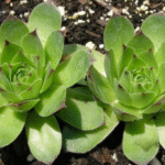 Čuvarkuća i med kao lek postižu odlične rezultate za lečenje mioma i cista na materici. Ova lekovita kombinacija je poznata narodna receptura, ali nije i jedina koju ćemo podeliti sa vama u ovom članku. Kao veoma delotvoran pokazao se i čaj od čuvarkuće, mast, tinktura, obloge i nezaobilazni svež sok od svežih listova.