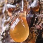 Kako se sakuplja borova smola Budući da je veoma ljepljiva, najbolje je da je lagano odvojite nožićem i ubacite u staklenu teglicu ili plastičnu kutijicu. Prste i nožić najlakše ćete očistiti tako što ćete umočiti komad vate ili pamučnu krpicu u ulje, te ih trljati time sve dok se smola ne skine. A s odjeće je možete skinuti pomoću alkohola, jer je on rastvara. Nikad nemojte skidati svu smolu s mjesta odakle teče. Uzmite najviše četvrtinu, pa potražite drugo stablo. Kako smo već naveli, četinari (ne samo bor) luče smolu kako bi zacjelili svoje rane i zaštitili se od najezde bakterija, gljivica i insekata. Ako se zateknete u šumi, a usput ste se ogrebali, neće škoditi da ogrebotinu odmah premažete smolom. Tako ćete spriječiti infekciju. Olakšava iskašljavanje U slučaju gripa, prehlade i upale pluća, koristi se tinktura od borove smole, jer pospješuje izbacivanje šlajma. Osim toga, uništava bakterije koje su izazvale upalu. U tu svrhu, vidari preporučuju da se dva-tri puta dnevno sažvaće i pojede komadić smole, ne veći od manjeg zrna graška. Za ubrzavanje izlječenja upale pluća, dva do tri puta dnevno treba masirati grudi melemom od borove smole (recept u nastavku teksta “univerzalni melem”). Ako vas bole koljena ili osećate slabost u mišićima, istrljate ih univerzalnim melemom od borove smole . Smola zagrijeva, ubrzava cirkulaciju i ublažava bol. Univerzalni melem Sastojci: četvrtina šolje borove smole pola šolje maslinovog ulja 25 g pčelinjeg voska Priprema: Kuvajte na pari smolu i maslinovo ulje, uz stalno mješanje, sve dok se smola ne otopi. Zatim procijedite. Vratite mješavinu u šerpu i dodajte joj narendani vosak. Zagrijevajte sve dok se vosak ne otopi. Prespite melem u staklene teglice. Kad se ohladi, zatvorite i ostavite na mračnom i hladnom mjestu. Napomena: Umjesto maslinovog, možete koristiti nevenovo ili kantarionovo ulje. U tom slučaju, melem će biti još efikasniji. Mast za ekcem Sastojci: 1 dl maslinovog ulja 1 dl kantarionovog ulja 2 kašike domaćeg maslaca 1 kašičicu smole 1 kašika sjeckanog ruzmarina 1 kašika sjeckanog lista bršljana 1 kašika sitno sjeckane hajdučke trave Priprema: Sipajte sve sastojke u emajliranu šerpu i zagrijevajte ih na pari sve do ključanja, a zatim ostavite to da odstoji preko noći. Ujutru to zagrejte, a potom procijedite i naspite u staklenu teglu. Mažite time bolna mjesta ujutru i uveče. Melem za podmlađivanje Sastojci: 30 ml nevenovog ulja 50 g borove smole 50 g kvalitetnog domaćeg meda 25 g pčelinjeg voska Priprema: Zagrejte ulje na pari i dodajte mu smolu i vosak. Mješati sve dok se sastojci ne rastope. Sklonite to sa šporeta, a kad se prohladi, dodajte med. Sipajte melem u staklene teglice, koje ćete zatvoriti i ostaviti u frižideru. Svako veče nanesite melem na prethodno očišćeno lice, vrat i dekolte. Lagano ga umasirajte u kožu i ostavite da djeluje preko noći. Izvor: agrosavjet