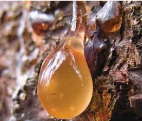 Kako se sakuplja borova smola Budući da je veoma ljepljiva, najbolje je da je lagano odvojite nožićem i ubacite u staklenu teglicu ili plastičnu kutijicu. Prste i nožić najlakše ćete očistiti tako što ćete umočiti komad vate ili pamučnu krpicu u ulje, te ih trljati time sve dok se smola ne skine. A s odjeće je možete skinuti pomoću alkohola, jer je on rastvara. Nikad nemojte skidati svu smolu s mjesta odakle teče. Uzmite najviše četvrtinu, pa potražite drugo stablo. Kako smo već naveli, četinari (ne samo bor) luče smolu kako bi zacjelili svoje rane i zaštitili se od najezde bakterija, gljivica i insekata. Ako se zateknete u šumi, a usput ste se ogrebali, neće škoditi da ogrebotinu odmah premažete smolom. Tako ćete spriječiti infekciju. Olakšava iskašljavanje U slučaju gripa, prehlade i upale pluća, koristi se tinktura od borove smole, jer pospješuje izbacivanje šlajma. Osim toga, uništava bakterije koje su izazvale upalu. U tu svrhu, vidari preporučuju da se dva-tri puta dnevno sažvaće i pojede komadić smole, ne veći od manjeg zrna graška. Za ubrzavanje izlječenja upale pluća, dva do tri puta dnevno treba masirati grudi melemom od borove smole (recept u nastavku teksta “univerzalni melem”). Ako vas bole koljena ili osećate slabost u mišićima, istrljate ih univerzalnim melemom od borove smole . Smola zagrijeva, ubrzava cirkulaciju i ublažava bol. Univerzalni melem Sastojci: četvrtina šolje borove smole pola šolje maslinovog ulja 25 g pčelinjeg voska Priprema: Kuvajte na pari smolu i maslinovo ulje, uz stalno mješanje, sve dok se smola ne otopi. Zatim procijedite. Vratite mješavinu u šerpu i dodajte joj narendani vosak. Zagrijevajte sve dok se vosak ne otopi. Prespite melem u staklene teglice. Kad se ohladi, zatvorite i ostavite na mračnom i hladnom mjestu. Napomena: Umjesto maslinovog, možete koristiti nevenovo ili kantarionovo ulje. U tom slučaju, melem će biti još efikasniji. Mast za ekcem Sastojci: 1 dl maslinovog ulja 1 dl kantarionovog ulja 2 kašike domaćeg maslaca 1 kašičicu smole 1 kašika sjeckanog ruzmarina 1 kašika sjeckanog lista bršljana 1 kašika sitno sjeckane hajdučke trave Priprema: Sipajte sve sastojke u emajliranu šerpu i zagrijevajte ih na pari sve do ključanja, a zatim ostavite to da odstoji preko noći. Ujutru to zagrejte, a potom procijedite i naspite u staklenu teglu. Mažite time bolna mjesta ujutru i uveče. Melem za podmlađivanje Sastojci: 30 ml nevenovog ulja 50 g borove smole 50 g kvalitetnog domaćeg meda 25 g pčelinjeg voska Priprema: Zagrejte ulje na pari i dodajte mu smolu i vosak. Mješati sve dok se sastojci ne rastope. Sklonite to sa šporeta, a kad se prohladi, dodajte med. Sipajte melem u staklene teglice, koje ćete zatvoriti i ostaviti u frižideru. Svako veče nanesite melem na prethodno očišćeno lice, vrat i dekolte. Lagano ga umasirajte u kožu i ostavite da djeluje preko noći. Izvor: agrosavjet