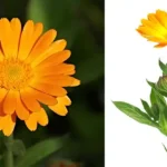 Općenito sigurno za većinu ljudi Moguća alergijska reakcija ako ste osjetljivi na porodicu glavočika (poput ambrozije) Koristite oprezno tokom trudnoće, osim ako vam to ne savjetuje stručnjak Uvijek testirajte na malom dijelu kože prije nanošenja novih melema Calendula officinalis je jednostavan cvijet s moćnim prirodnim blagodatima. Možete ga: Lako ga uzgajati Jesti ga sirovog ili kuhanog Nanositi ga na rane ili kožu Pa čak i kombinirati s drugim biljem za dublje ljekovite učinke ⚠️ Odricanje od odgovornosti Ovaj sadržaj je samo u informativne svrhe. Ne zamjenjuje profesionalni medicinski savjet, dijagnozu ili liječenje. Uvijek se posavjetujte s kvalificiranim zdravstvenim radnikom prije upotrebe bilo kojeg biljnog lijeka. Autor i izdavač nisu odgovorni za bilo kakvu zloupotrebu ili neželjene efekte. Inspirirani ovim? Podijelite članak s prijateljima!